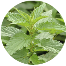 Amla ingredient